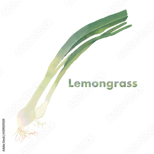 レモングラス・水彩イラスト・芳香植物・香料植物・アロマ＆精油