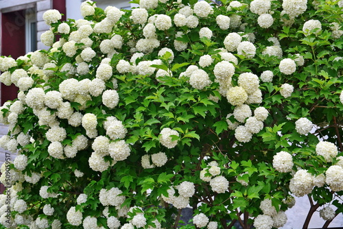 Blooming viburnum opulus (guelder rose buldenezh). Decorative viburnum bush with white flowers on branches in the shape of snowballs in the garden next house