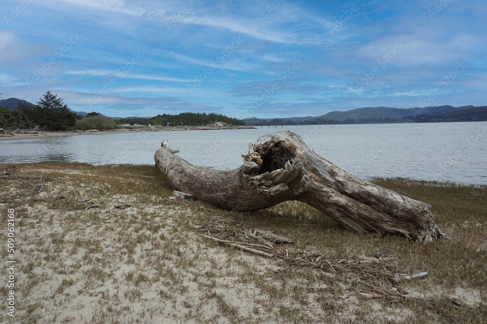 driftwood on a sand bar at Nehalem Bay State Park Oregon