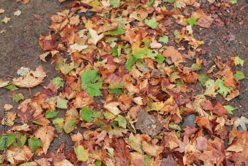 autumn leaves background