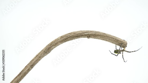 棒の先端で休むコガネグモ