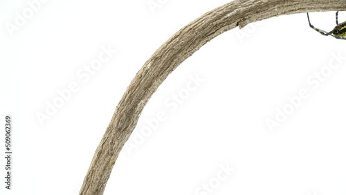 さかさまの状態で棒を移動するコガネグモのメス