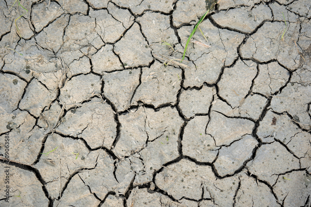 dry paddy field background textures dry paddy field background textures
