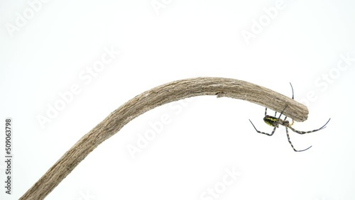 棒の先端へ移動するコガネグモ