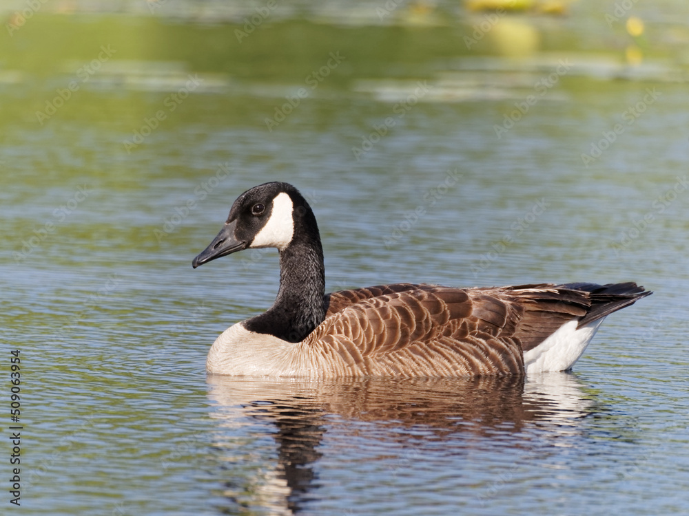 Canada goose on a lake Canada goose on a lake
