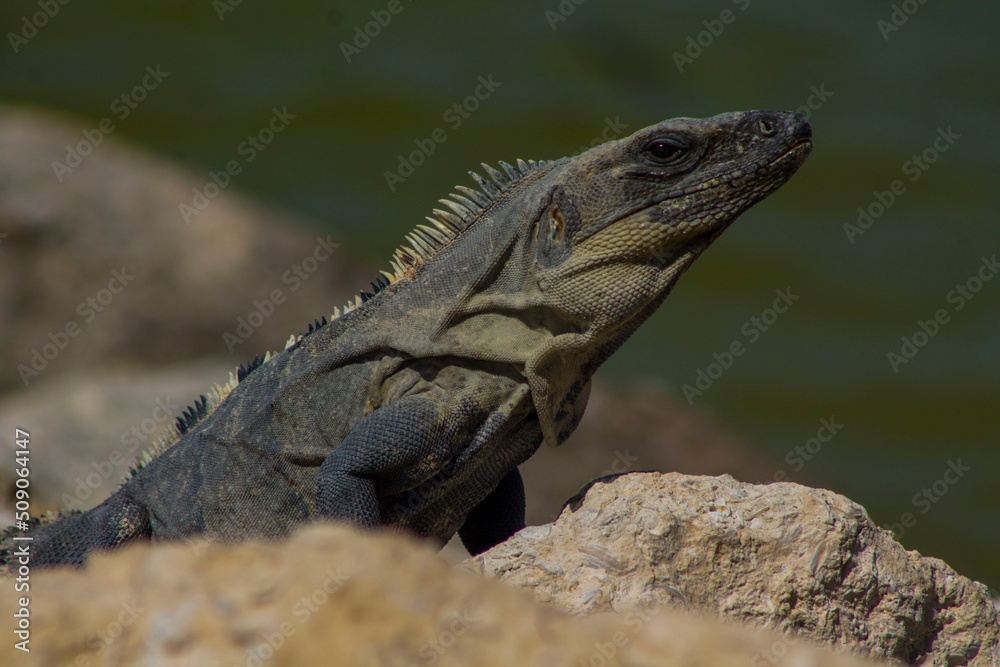 Obraz premium Iguana 2