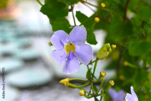 Thunbergia grandiflora flower growing in Vietnam photo