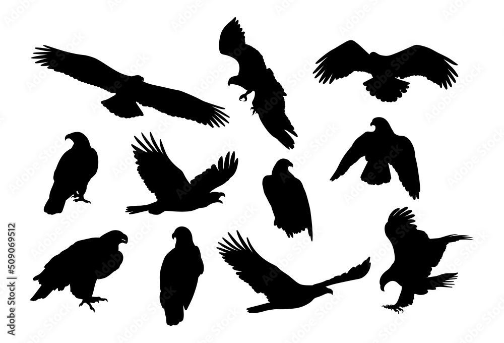 Naklejka premium Eagle, kite. Black and white bird silhouette