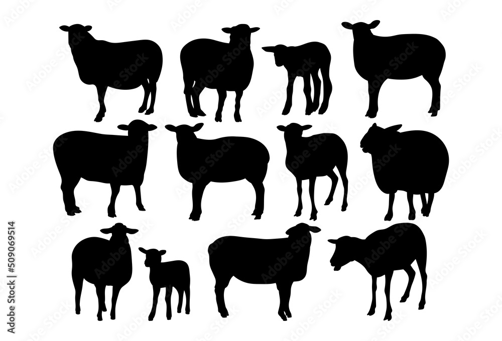 Sheep, black and white illustration. Farm animal.