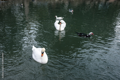 White swans and ducks in lake at Upper park of Vorontsov Palace. Alupka. Crimea