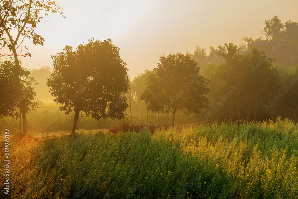 Sun rises in the background, sunrays falling over a green agriculture field. Rural Indian scene. Nature stock image.