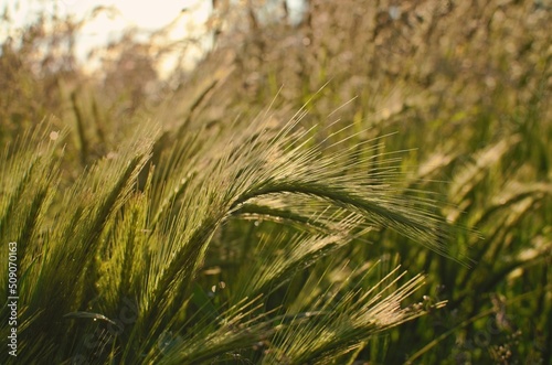 wheat field in summer close up