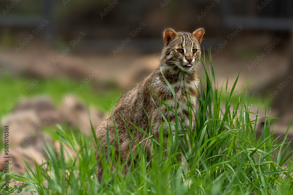 Far east wild cat on grass. space for text Far east wild cat on grass. space for text
