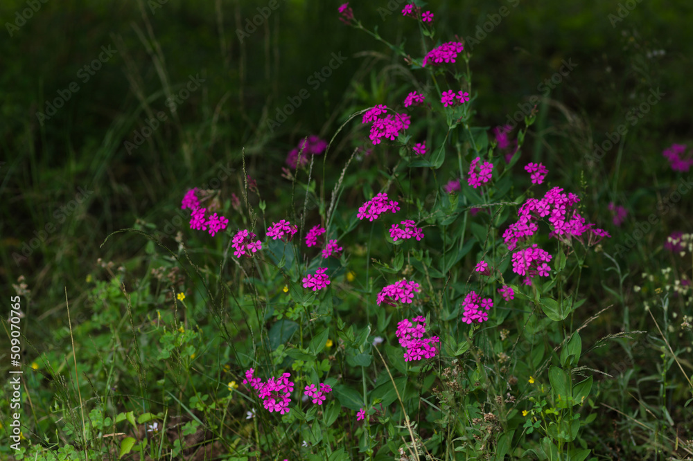 pink flowers in spring