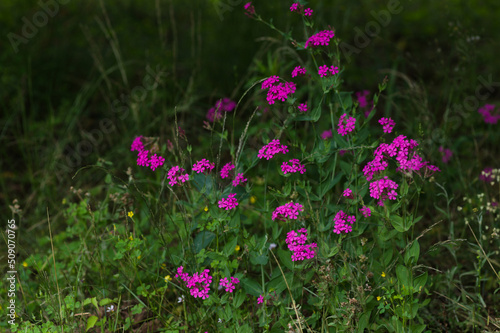 pink flowers in spring