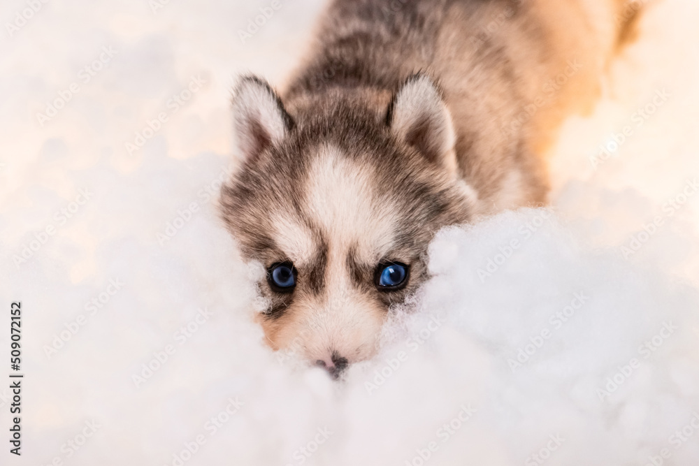 A little one and a half month old husky puppy on white fluff with luminous garlands. A little one and a half month old husky puppy on white fluff with luminous garlands.