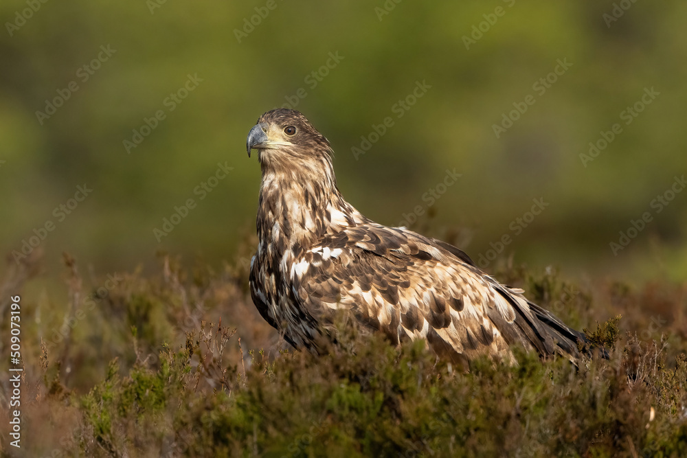 White-tailed eagle in the bog at spring with forest background White-tailed eagle in the bog at spring with forest background