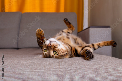 Bengal cat lying on sofa and smiling.