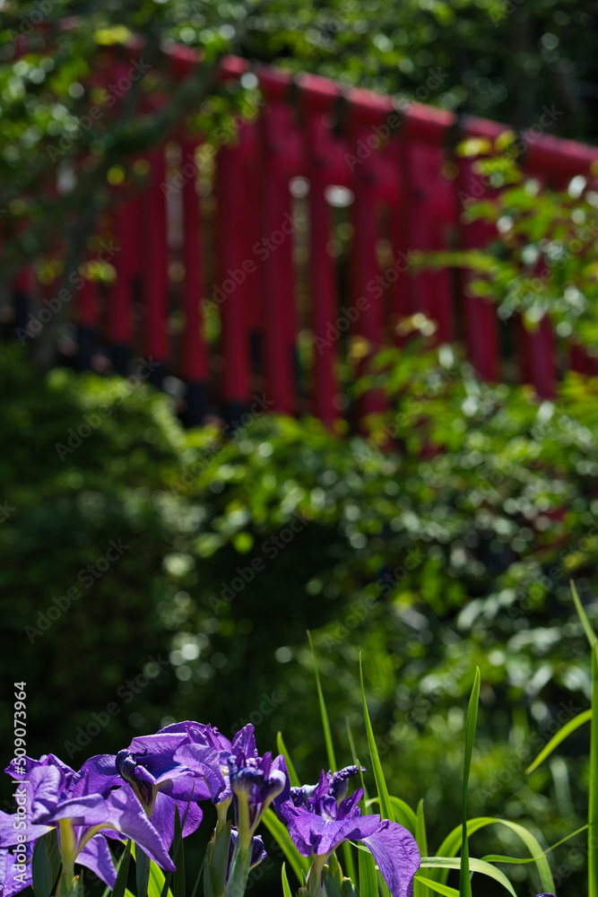 Obraz premium 和歌山市紀三井寺風景素材