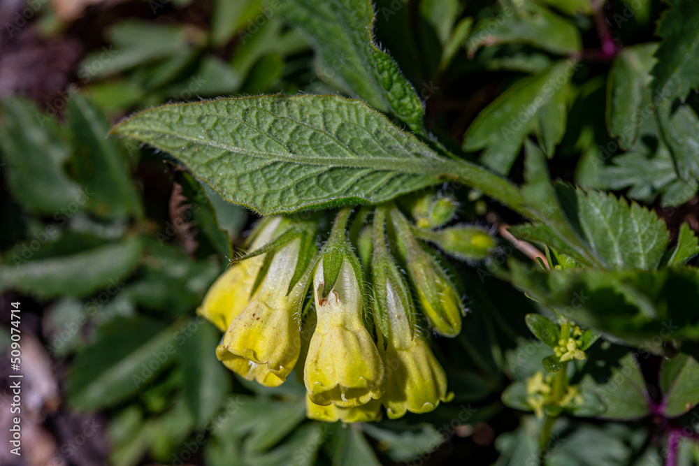 Symphytum tuberosum flower growing in meadow
