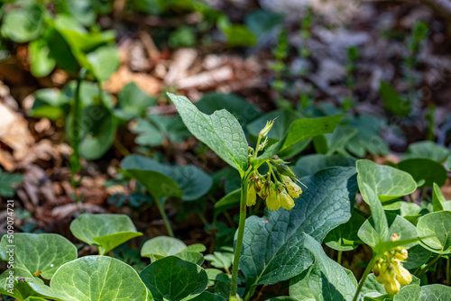 Symphytum tuberosum flower growing in meadow, close up	 photo