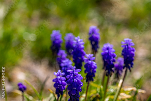 Muscari flower in meadow  close up shoot 