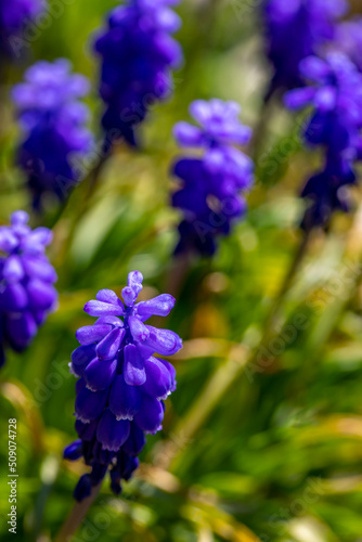Muscari flower growing in meadow  close up shoot 