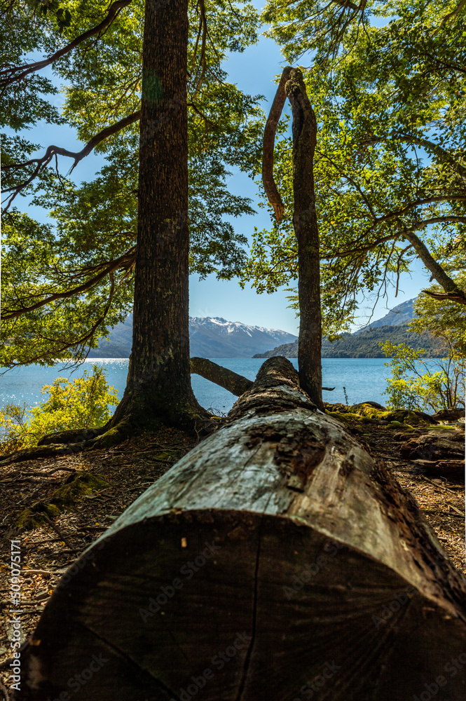 Tree from a felled forest on the shores of a lake. Los Alerces National Park.Vertical