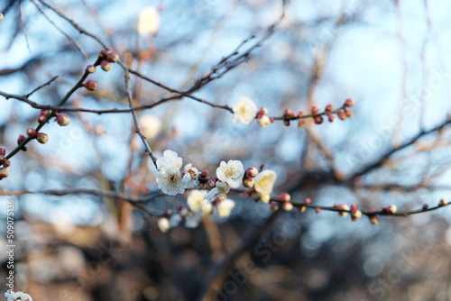 白梅の花 © Shuttarou