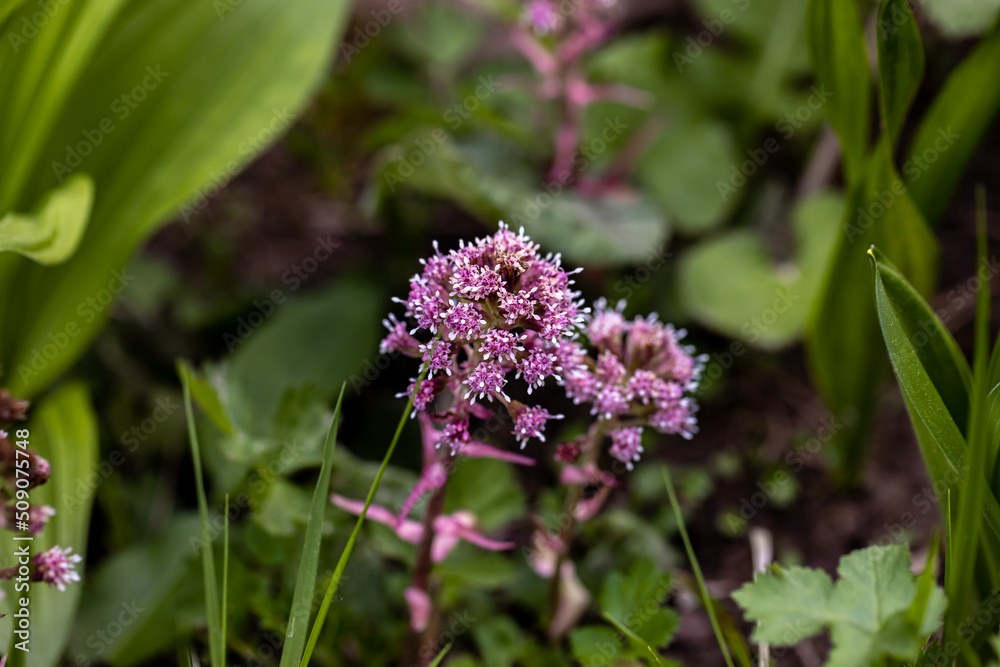 Petasites hybridus flower growing in meadow