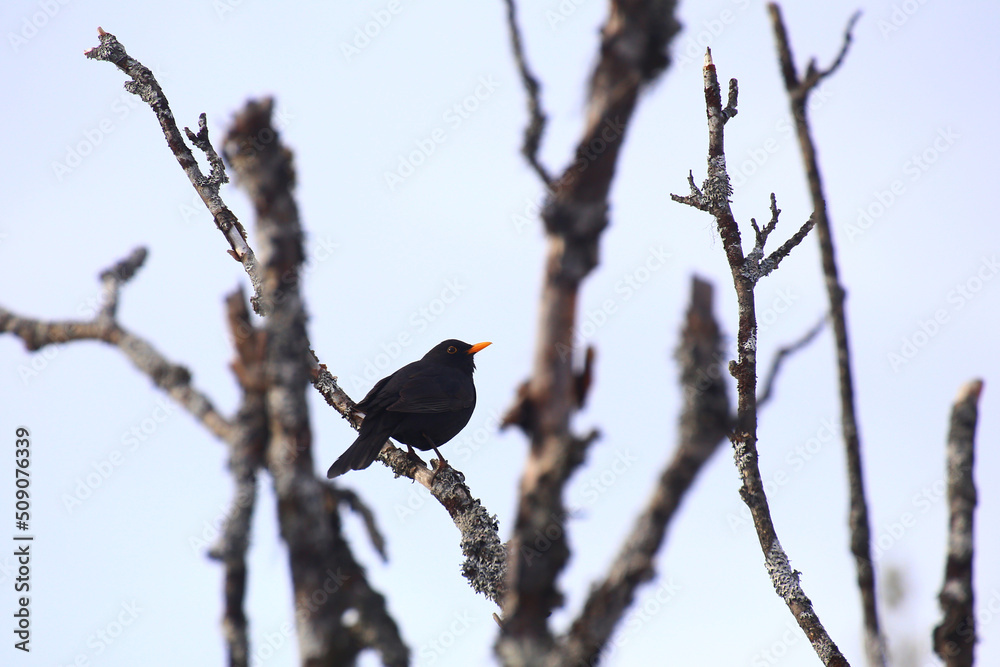 Obraz premium Common blackbird (Turdus merula) sitting in a bare tree