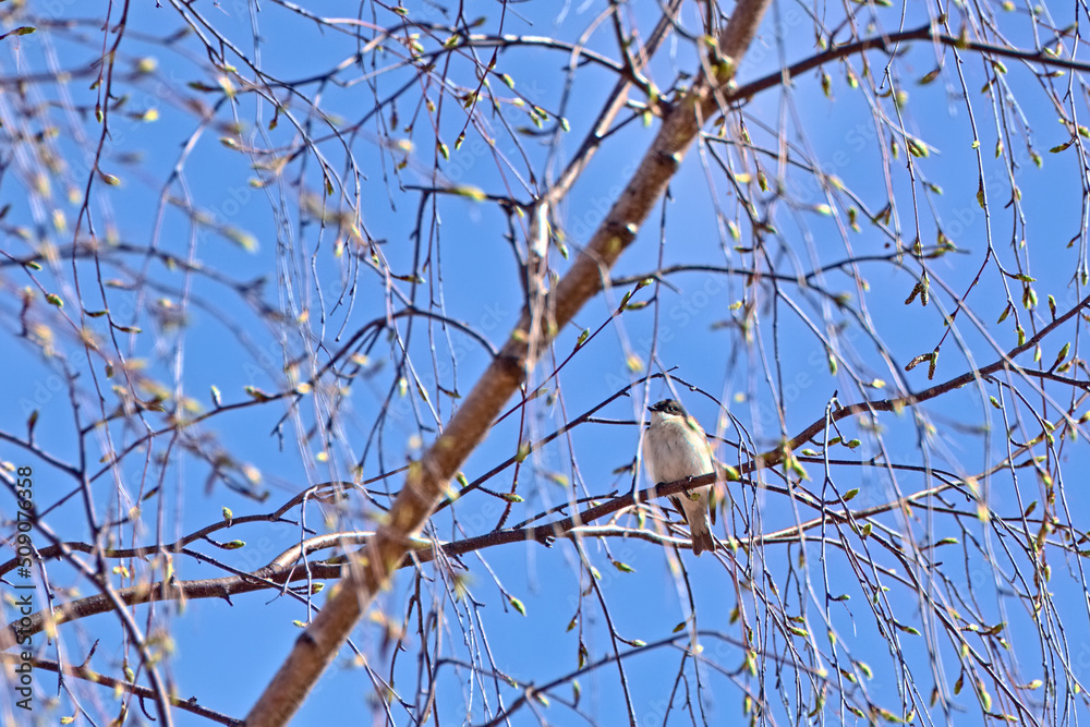 Male European pied flycatcher (Ficedula hypoleuca) sitting in dense birch twigs in spring Male European pied flycatcher (Ficedula hypoleuca) sitting in dense birch twigs in spring