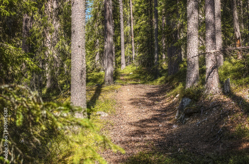Path leading into a nature reserve in northern Sweden