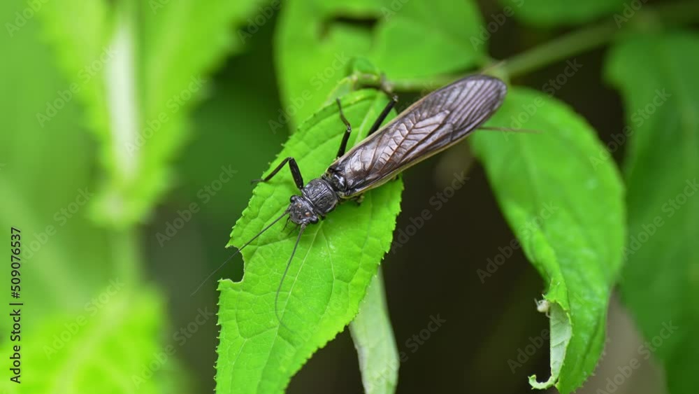 オオヤマカワゲラ オオヤマカワゲラ