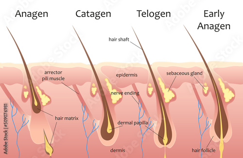 Cycle of human hair growth, infographic vector illustration. Animation process with layers and sections of skin, hair root, epidermis structures in medical scheme background. Dermatology concept photo