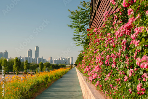 Anyangcheon stream park with rose flower in Seoul  Korea