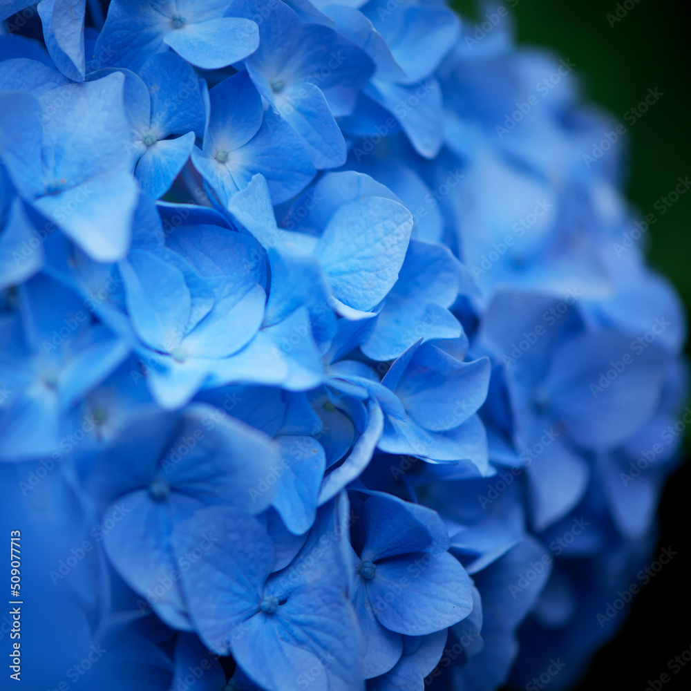 水色の紫陽花　梅雨　花びら　季節