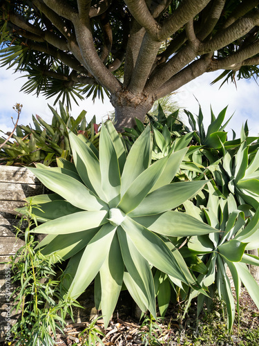 Wallpaper Mural Swan-neck Agave (Agave attenuata) plant under dragon tree Torontodigital.ca