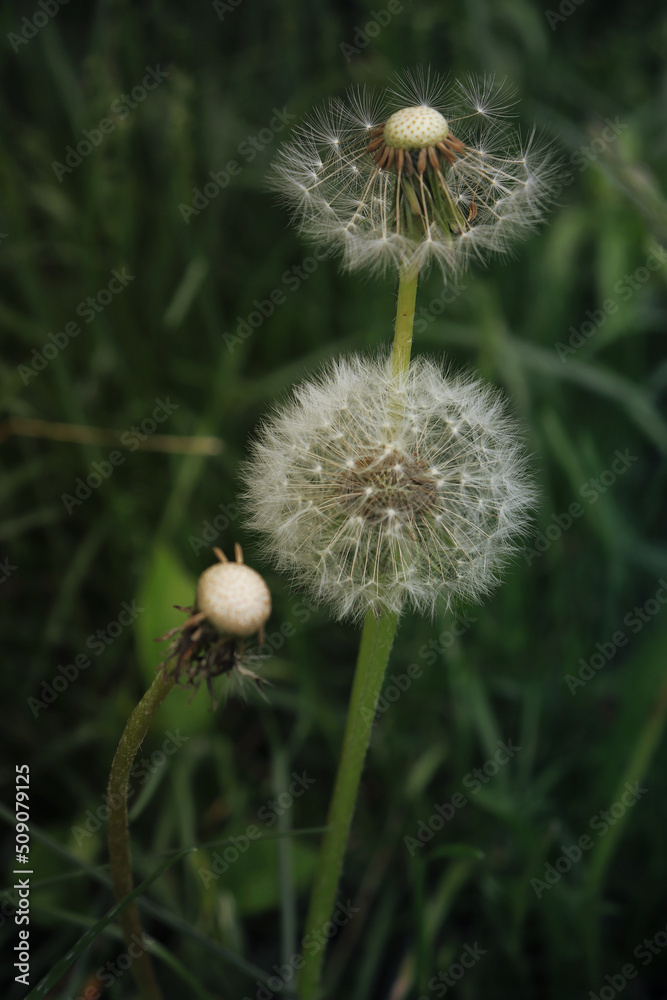 dandelions close up on a meadow dandelions close up on a meadow