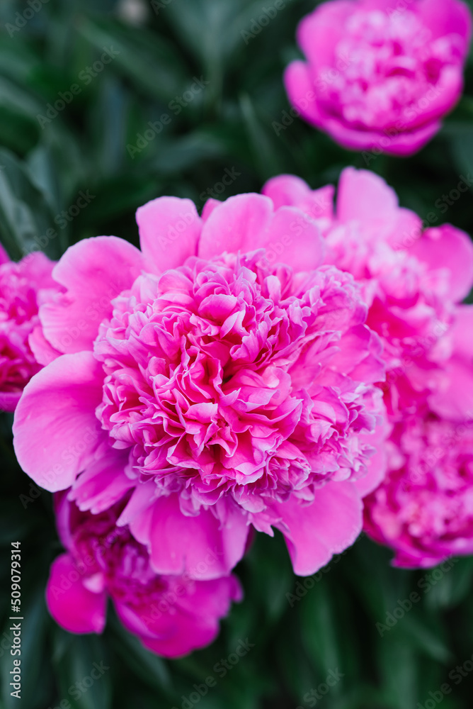 Beautiful pink flowers of the herbaceous peony in summer in the garden