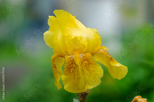 Yellow Iris flower blooming in iris garden.