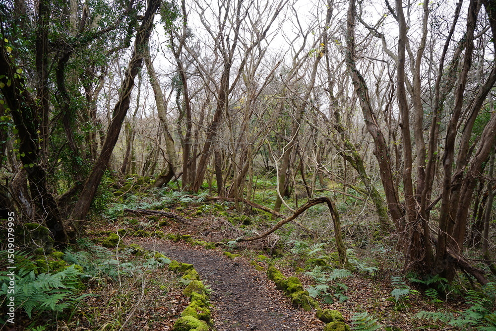 dreary autumn forest with bare trees dreary autumn forest with bare trees