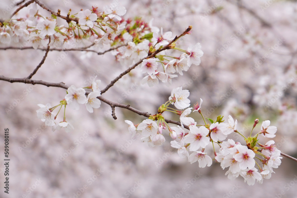 桜の花 桜の花