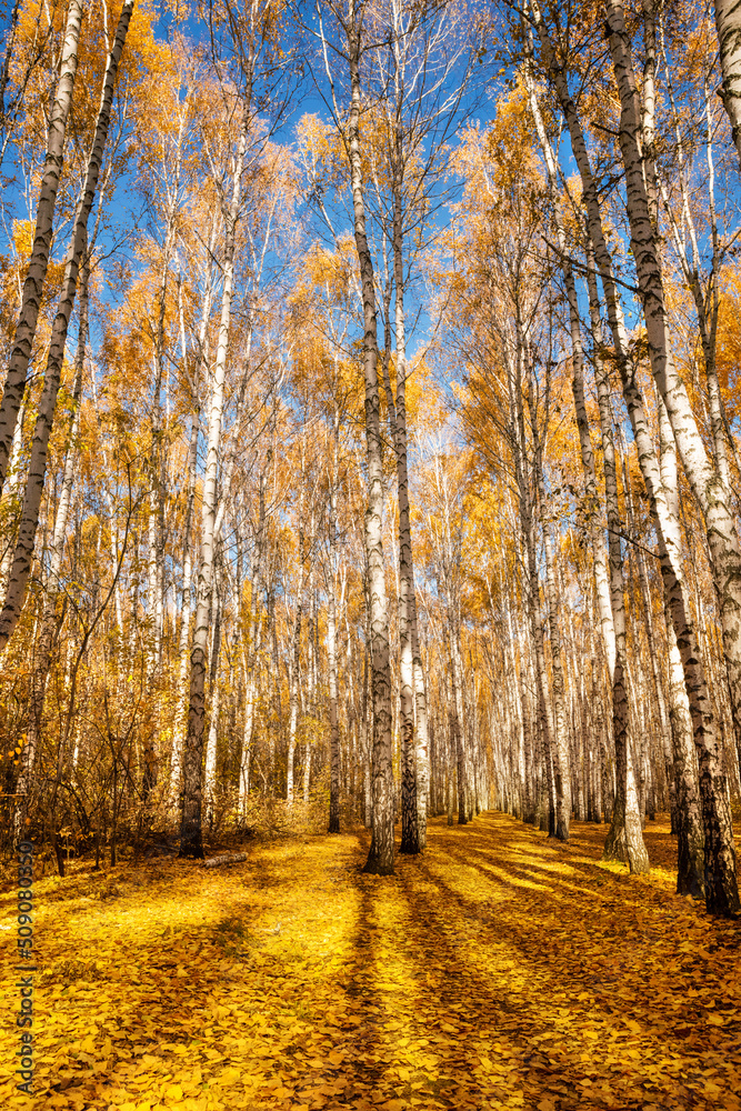 Obraz premium Autumn birch grove, illuminated by the bright sun. A colorful forest landscape of white birches with yellow leaves. Seasonal weather in the forest or in the park.