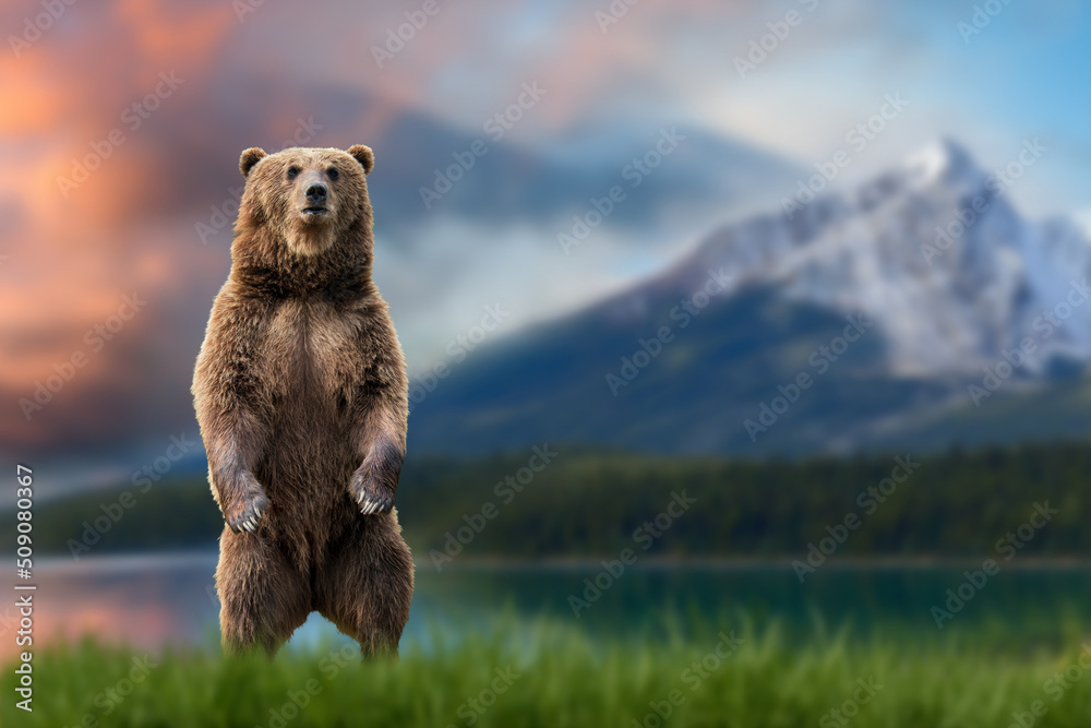 Brown bear (Ursus arctos) standing on his hind legs in the grass against the backdrop of snow-capped mountains and lake - obrazy, fototapety, plakaty 