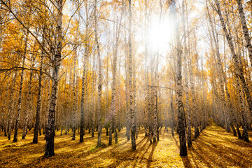 Fotobehang Berkenbos Felle herfstzon in geel berkenbos  © kobzev3179