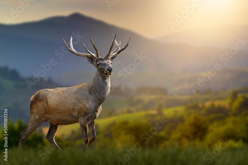 Red deer in the grass against the backdrop of mountains at sunset