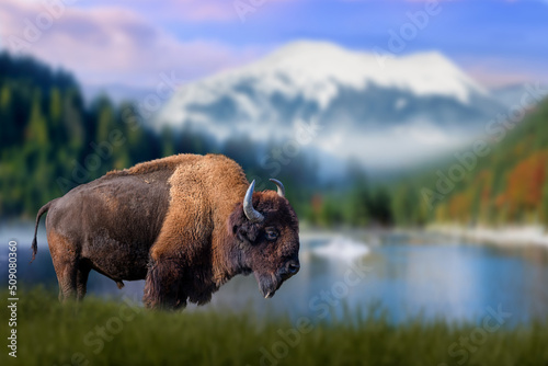 Bison stands in the grass against the backdrop of snow-capped mountains and lake photo