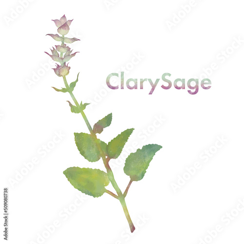 クラリセージ・水彩風イラスト・芳香植物・精油＆アロマ