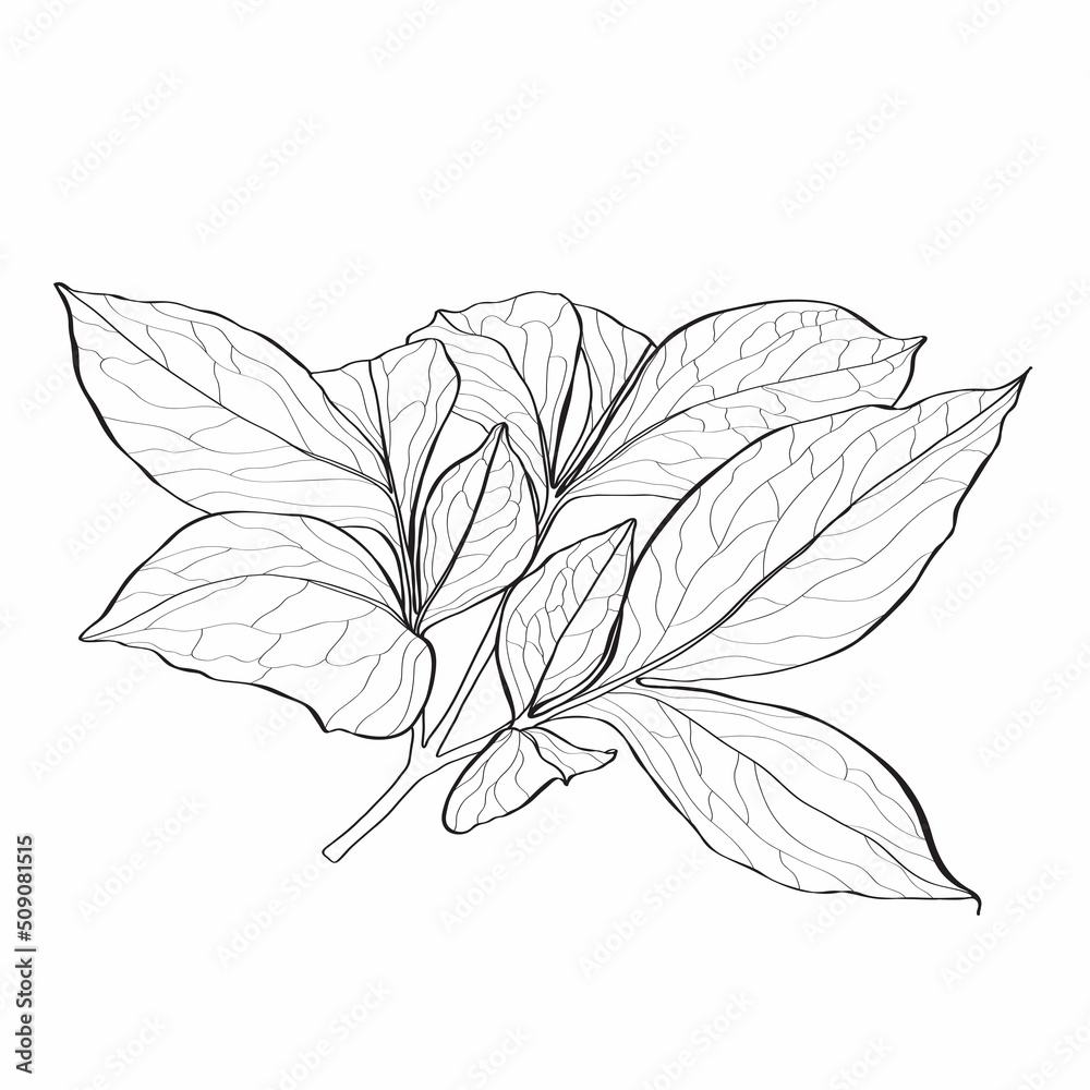 Peony leaf. Floral spring botanical Peonies. Isolated illustration element. Hand drawing wildflower for background, texture, wrapper pattern, frame or border.
